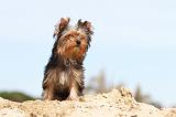 YORKSHIRE TERRIER 026